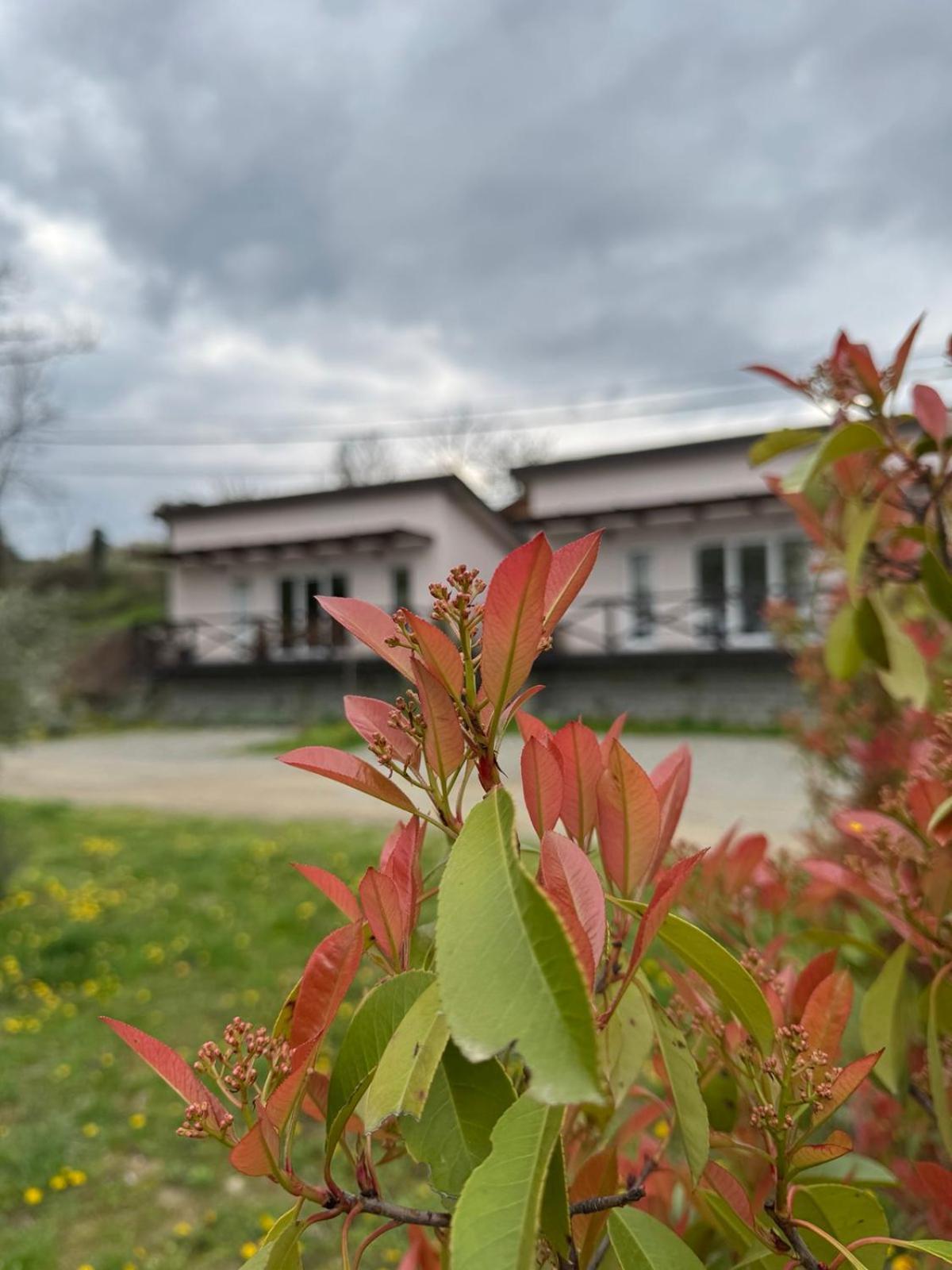 Villa Bora Kuce Na Reci à Belgrade Extérieur photo